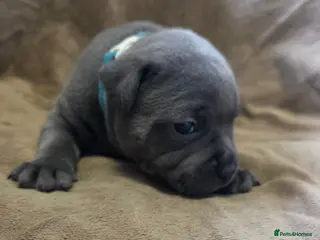 Staffordshire Bull Terrier dogs KC Blue Staffordshire Bull Terrier Puppies - Advert 5