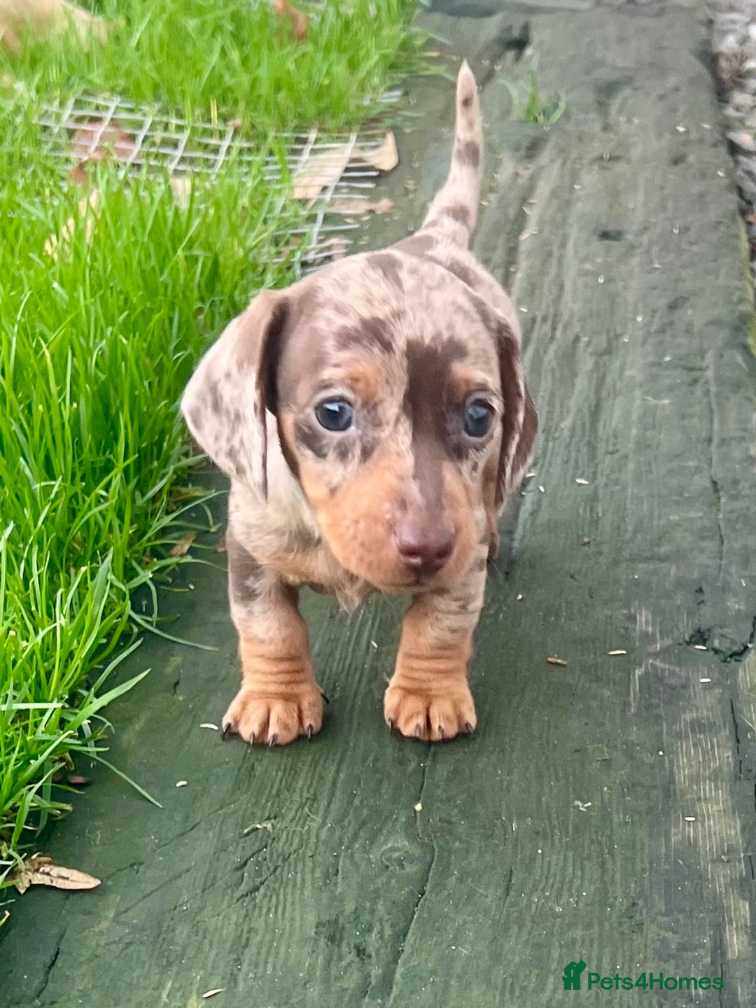 Miniature Dachshund dogs for sale: STUNNING MINI SMOOTH HAIR PRA CLEAR DACHSHUND PUPS - Advert 11