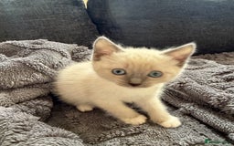 Ragdoll cats for sale: Half breeds - Image 6