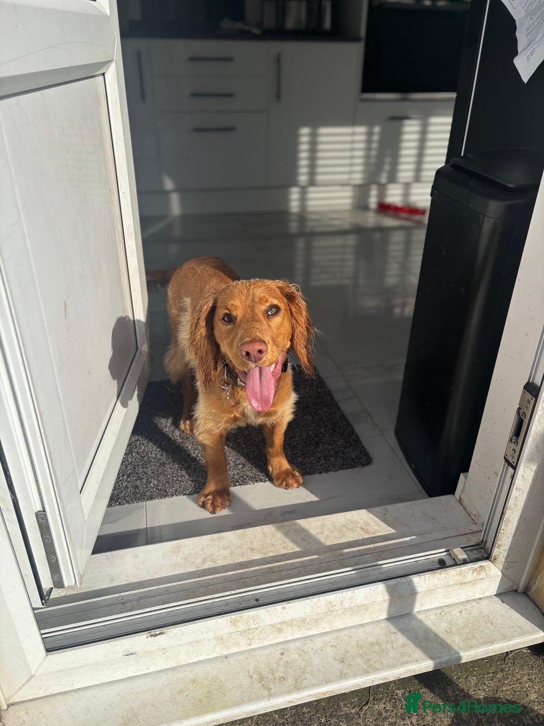 Cocker Spaniel dogs for sale: Cocker spaniel Male 1 year old  - Advert 18