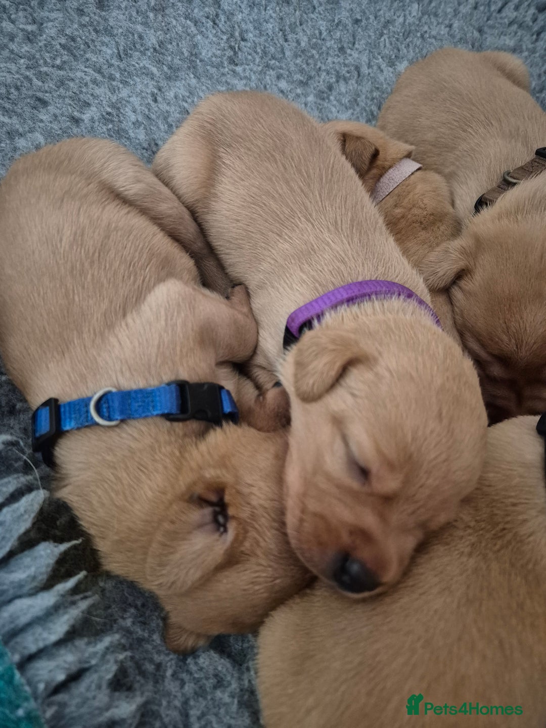 Labrador Retriever dogs for sale: Kc Registered Red labrador puppies  - Image 6
