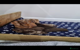 Miniature Dachshund dogs for sale: Stunning Miniature Dashhound Puppies  - Image 6