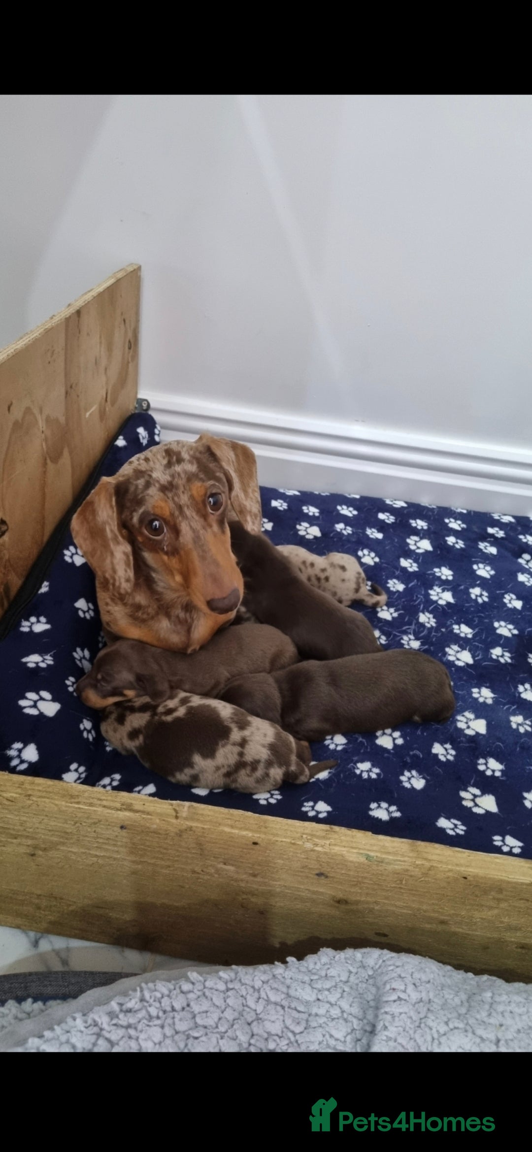 Miniature Dachshund dogs for sale: Stunning Miniature Dashhound Puppies  - Image 6