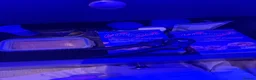 Other/Mixed Breed fish for sale: marine fish tank in Abingdon - Advert 5