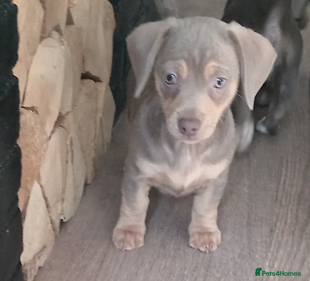 Dachshund dogs Beautiful miniature / fabulous colours  - Advert 1