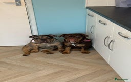 English Bulldog dogs for sale: Biscuit the minibull - Image 2