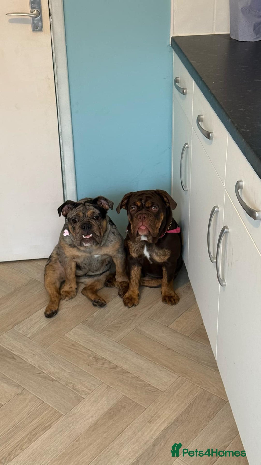 English Bulldog dogs for sale: Biscuit the minibull - Image 2