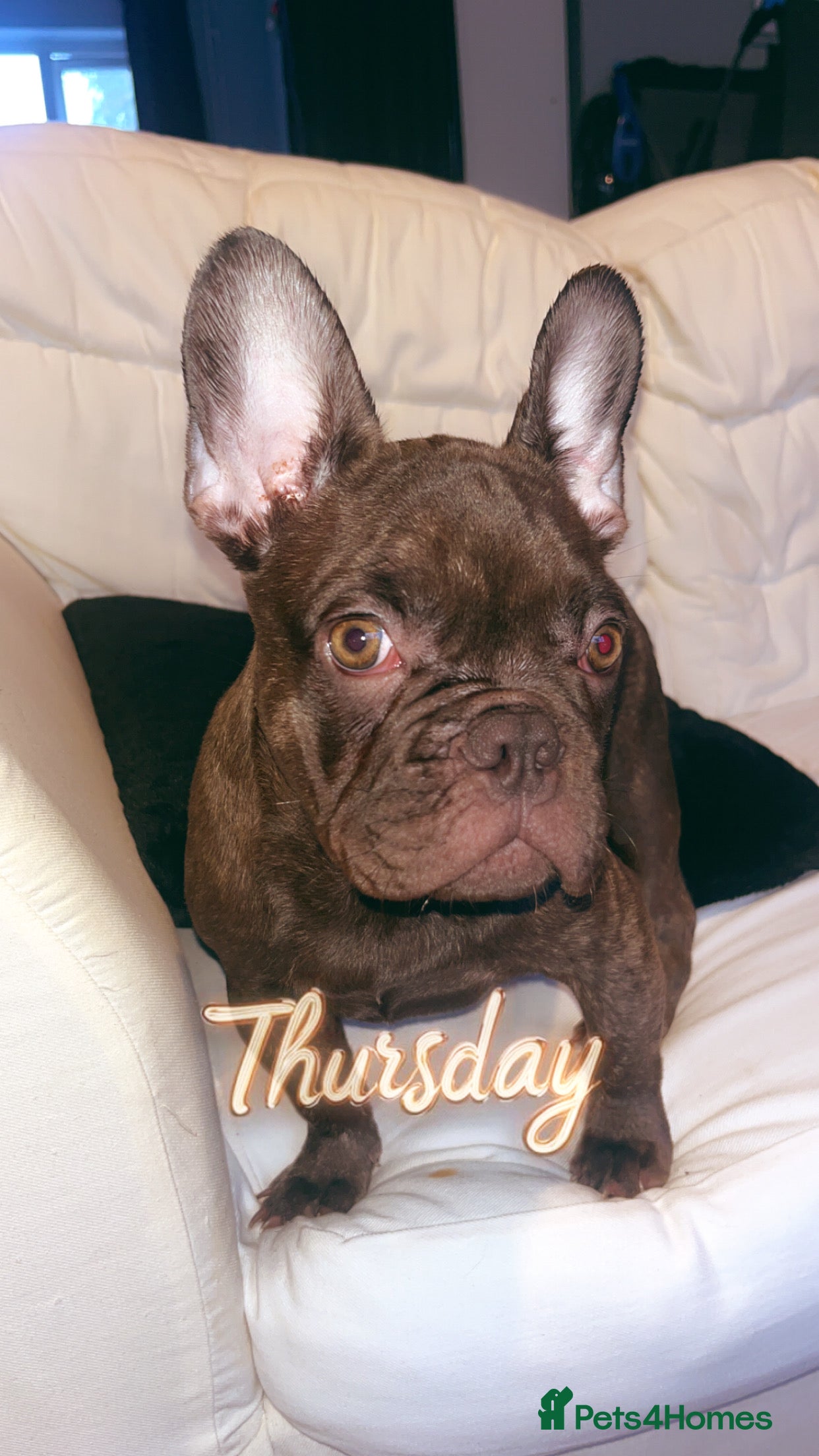 French Bulldog dogs Rocco - Advert 15