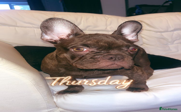 French Bulldog dogs - Advert 6