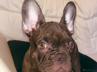 French Bulldog dogs - Advert 16