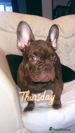 French Bulldog dogs - Advert 14