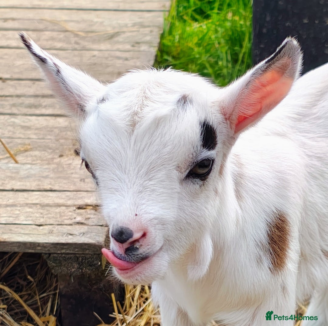 Goats livestock for sale: Pygmy goat kids mixed - Image 3