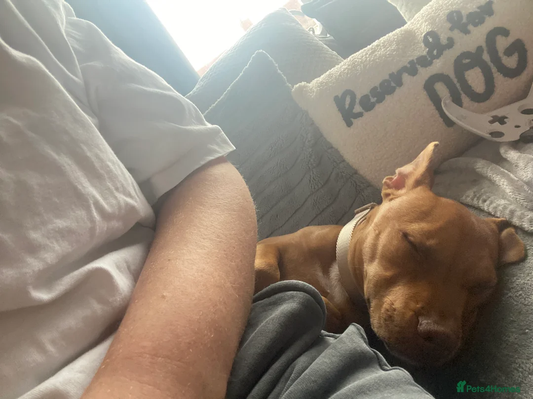Staffordshire Bull Terrier dogs for sale: Rehoming Our Family Staffy - Advert 9