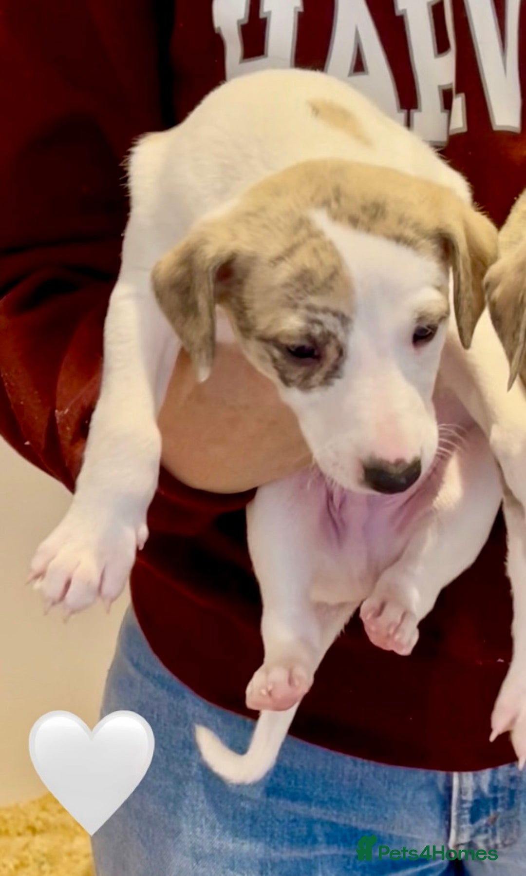 Whippet dogs for sale: AVAILABLE Kc reg healthy, sweet, gentle whippets - Advert 34