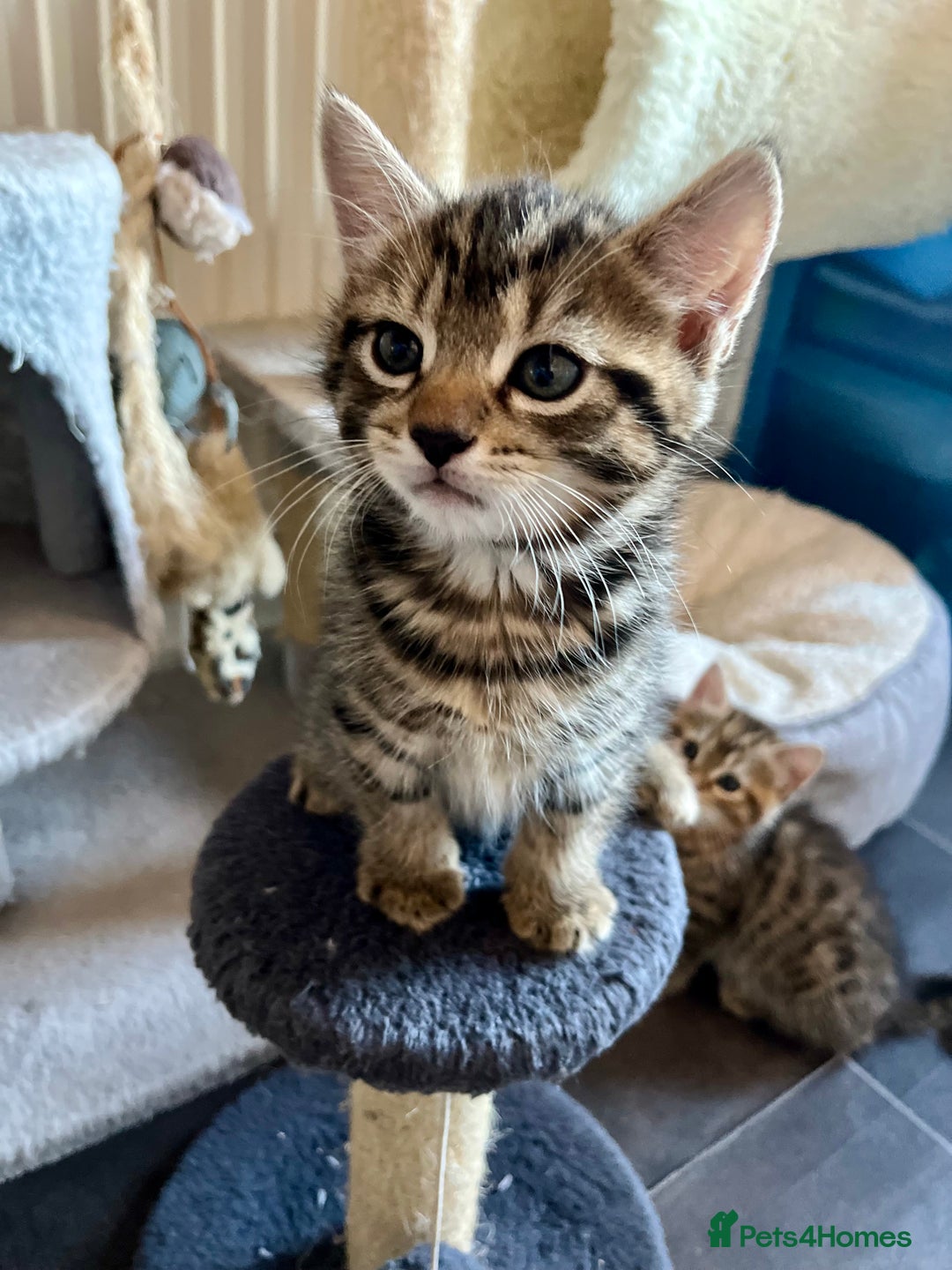 Bengal cats for sale: Bengal mix - Image 24
