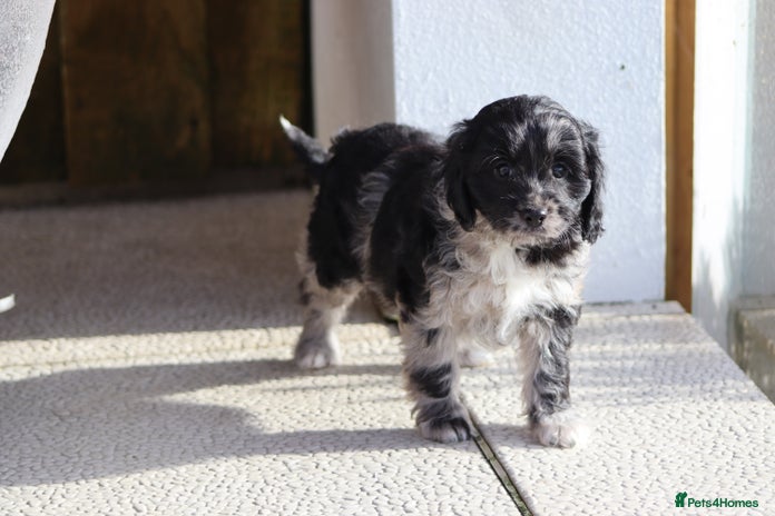 Cavapoo dogs - Advert 3