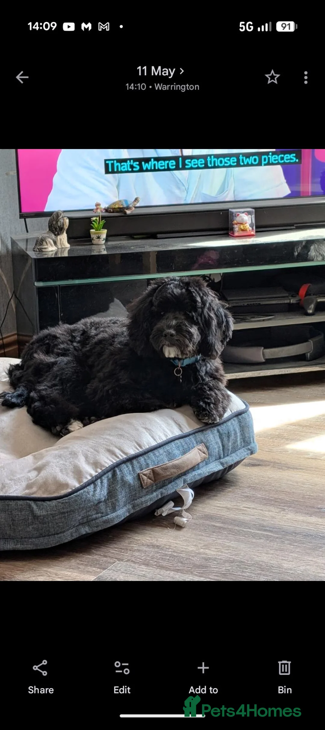 Lhasapoo dogs for sale: Male Lhasapoo  - Advert 4