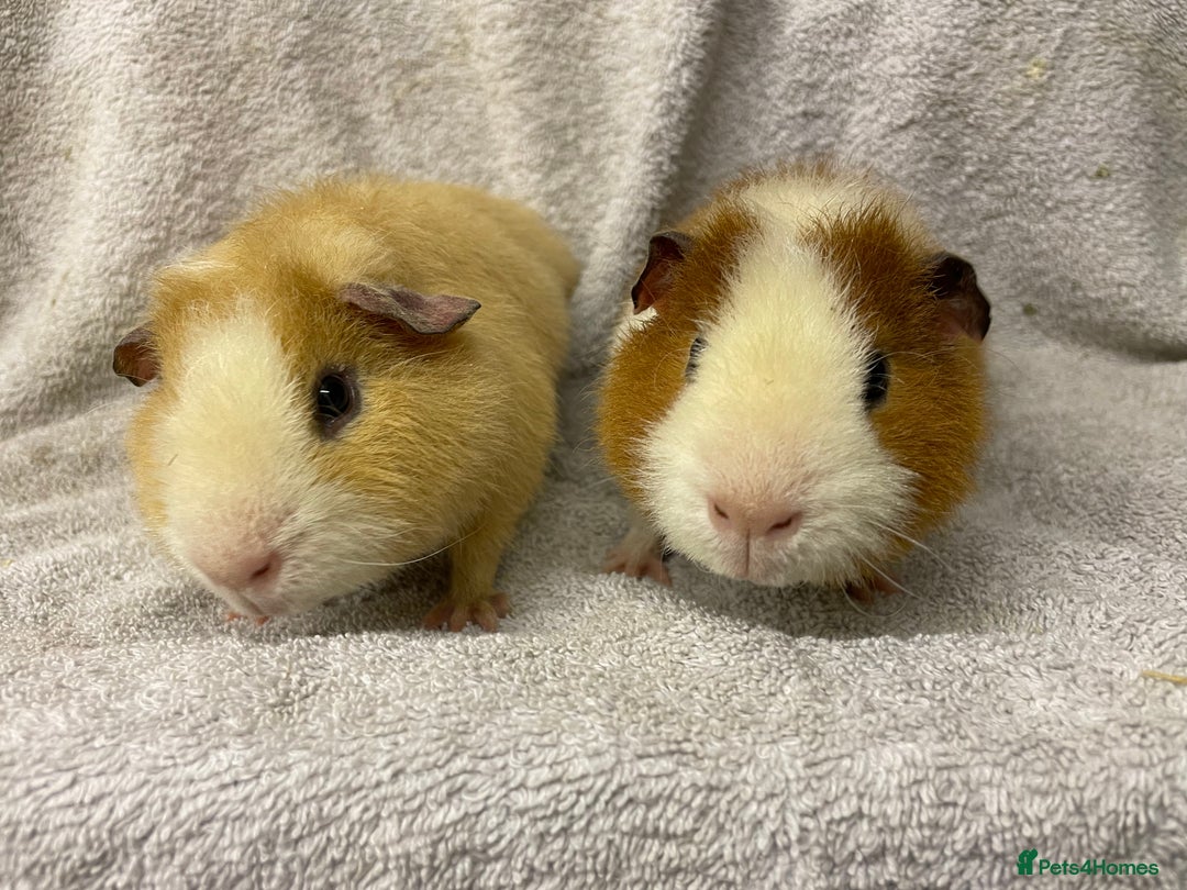 Guinea Pig rodents for sale: Various male teddy Guineapigs for sale  - Advert 8