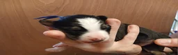 Border Collie dogs for sale: 1 beautiful boy left - Advert 29