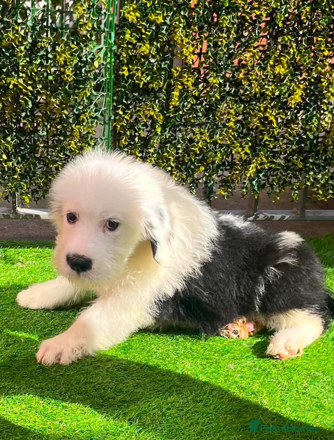 Saint Bernard dogs St Bernard x old English puppies  - Advert 7