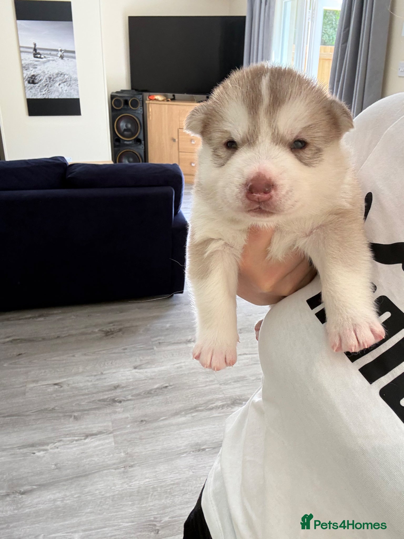 Siberian Husky dogs for sale: Siberian husky puppies in Swindon - Advert 2