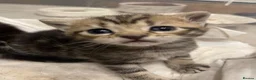 Mixed Breed cats for sale: Scottish Fold Mix - Advert 13