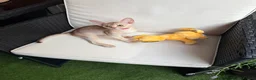 Abyssinian cats for sale:     Fu (福) 🏆✨ CHAMPION Silver Cinnamon Abyssinian - Advert 28