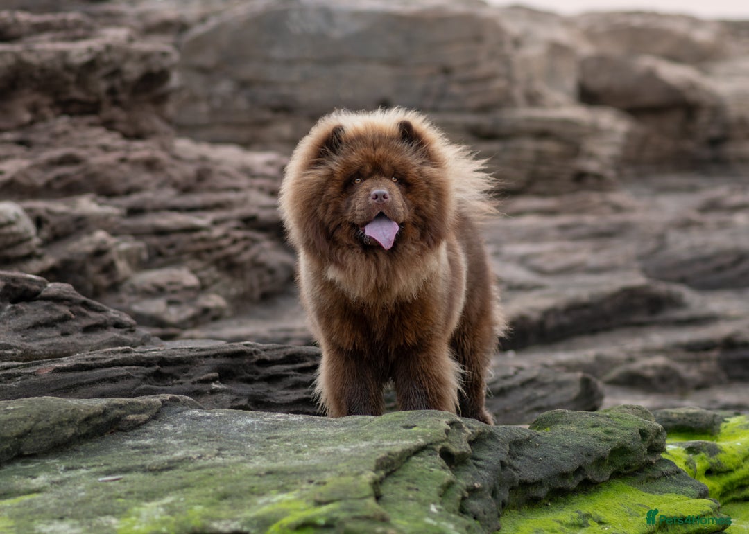 Chow Chow dogs for stud: 🐻Beautiful chocolate chow chow stud 🧬 in Wirral - Image 3