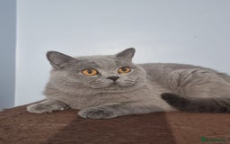 British Shorthair cats for sale: Lilac & Blue BSH Kittens Healthy GCCF Pedigree  - Image 4