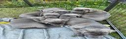 Cane Corso dogs for sale: Champion Bloodline Cane Corso Puppies - Advert 13