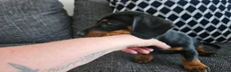 Miniature Dachshund dogs for sale: Miniture Dachshund female in Belper - Advert 4