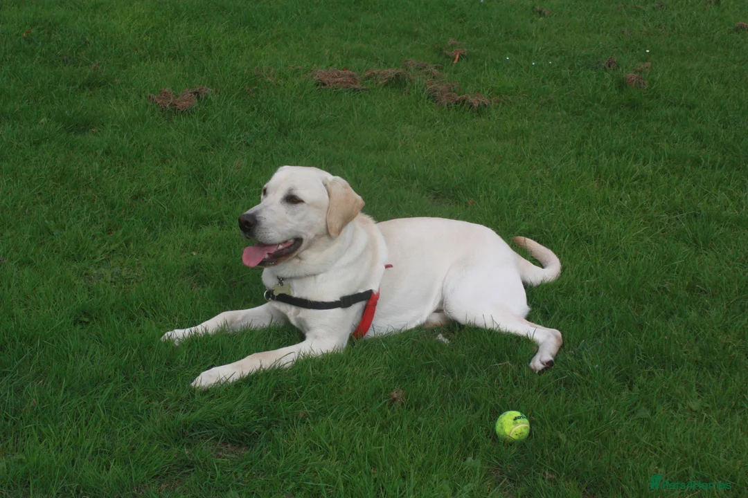 Labrador Retriever dogs for stud: Purple Genie (Duke)  Well proven stud in West Bromwich - Advert 8
