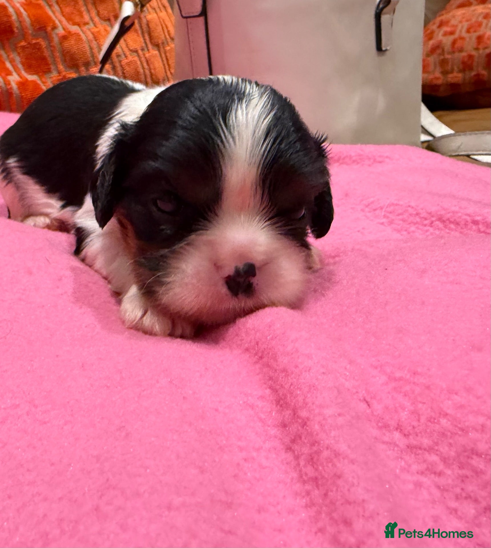 Cavalier King Charles Spaniel dogs Health tested cavaliers  - Advert 1