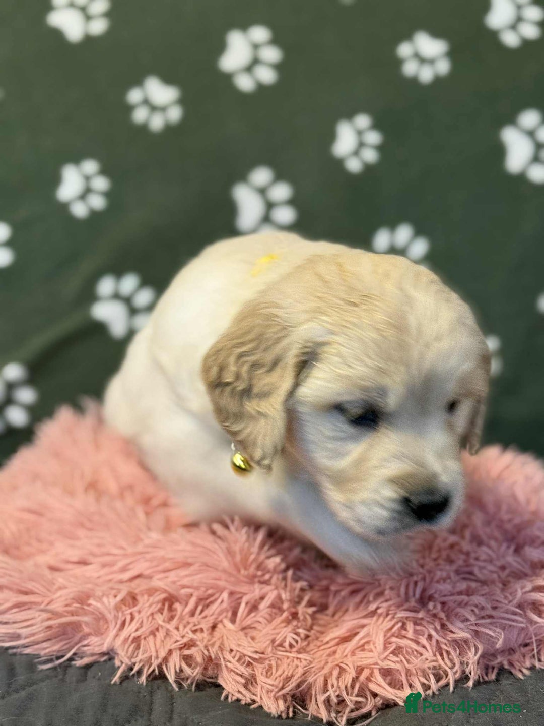 Golden Retriever dogs for sale: Stunning health tested Golden Retriever Puppies  - Advert 13