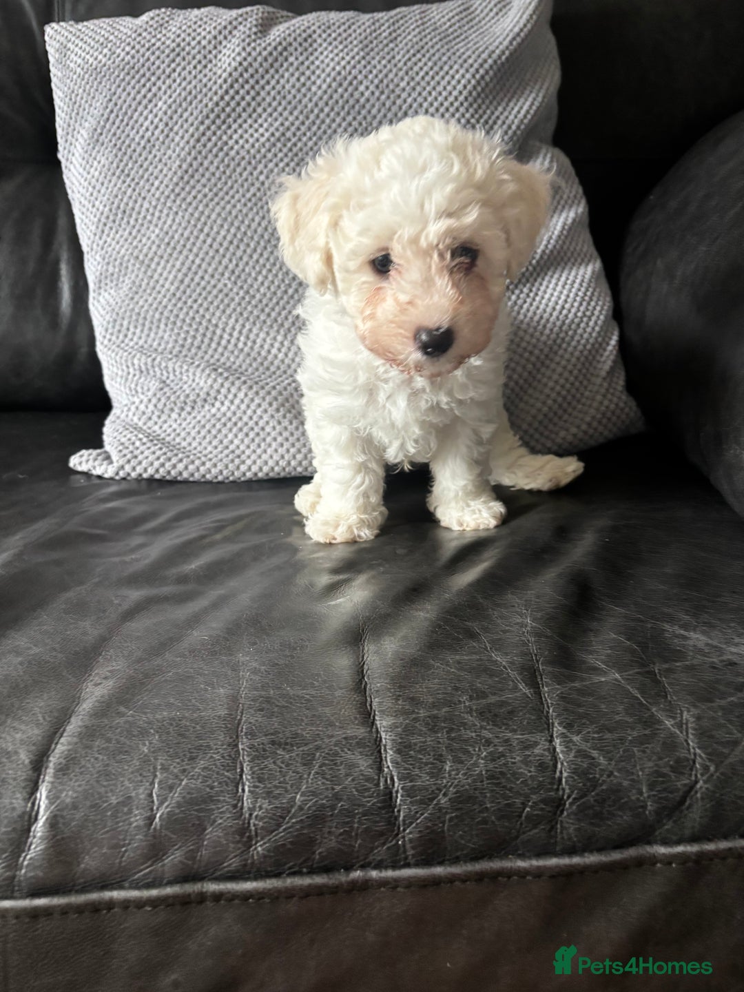 Bichon Frise dogs for sale: Bichon Frise Puppies- Ready to leave - Image 27