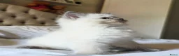 Ragdoll cats for sale: Gorgeous Fluffy Ragdoll Kittens in Birmingham - Advert 12