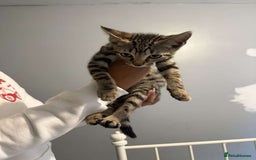 Ragdoll cats for sale: Ragdoll x bengal //// bengal x tabby - Image 28