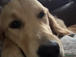 Golden Retriever dogs Golden Retriever Female - Advert 1
