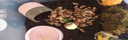 Snails invertebrates for sale: Giant African Land Snails  - Advert 4