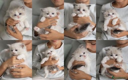 Ragdoll cats for sale: NEW LITTER of Blue BiColour And Lynx kittens - Image 1