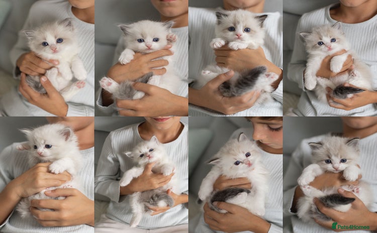 Ragdoll cats - Advert 1