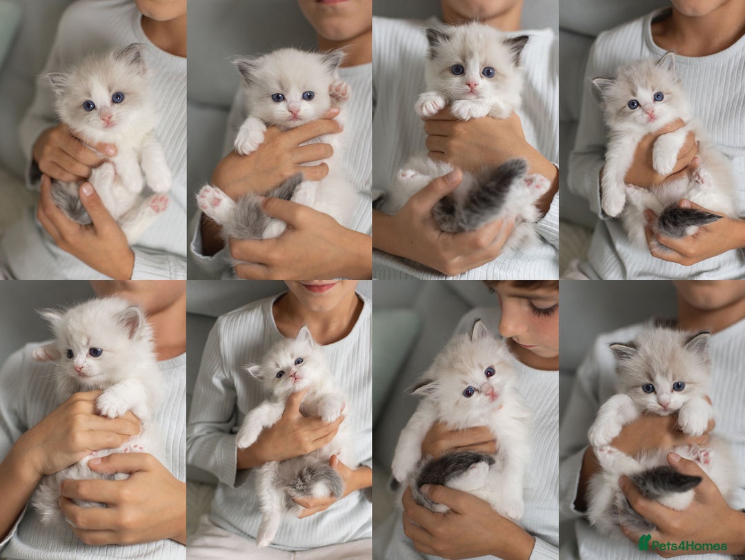 Ragdoll cats for sale: NEW LITTER of Blue BiColour And Lynx kittens - Image 1