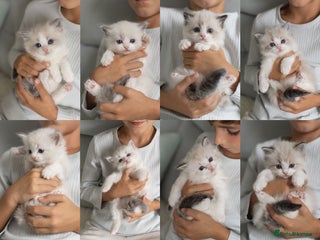 Ragdoll cats - Advert 12