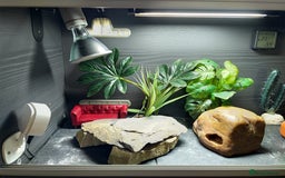 Leopard Gecko reptiles for sale: Female leopard gecko super sweet & full enclosure - Image 10