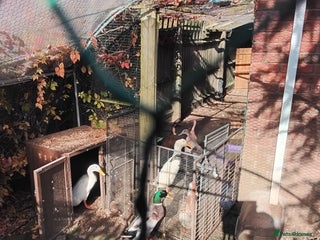 Ducks poultry - Advert 12