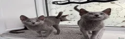 Russian Blue cats for sale: Very loving Russian Blue kittens - Advert 5