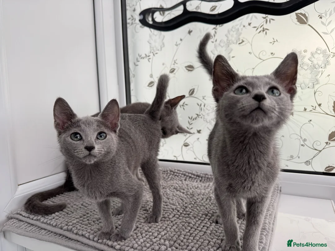 Russian Blue cats for sale: Very loving Russian Blue kittens - Advert 5