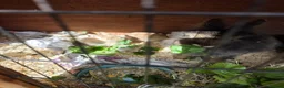 Lionhead rabbits for sale: Double maned lionhead babies - Advert 6