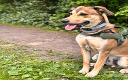 Mixed Breed dogs for sale: Ronnie  - Image 5
