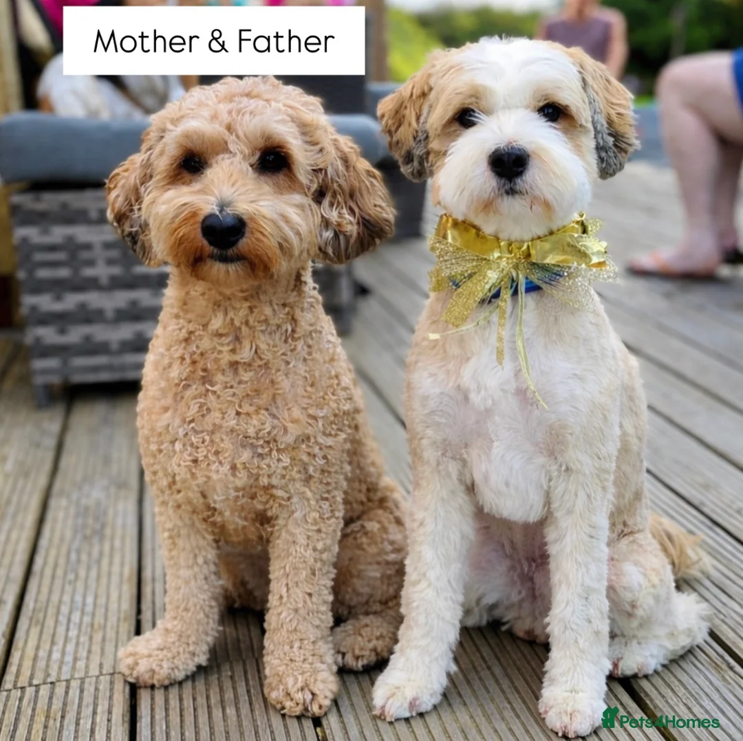 Mixed Breed dogs for sale: Tibetan Terrier Cross Puppies  - Advert 2